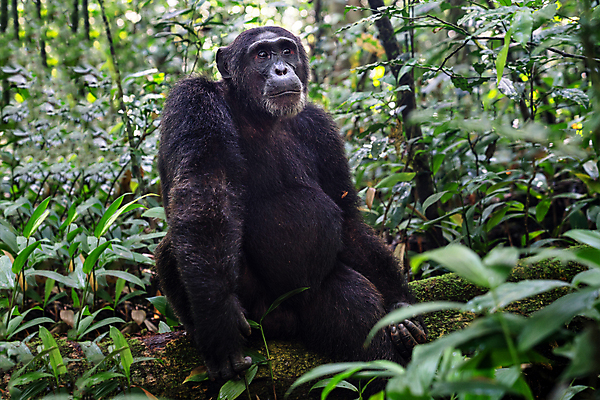 포토 JPG 해외이미지 식물 동물 야생동물 여행 포유류 아프리카 자연 파노라마 국립공원 종류 풍경 사람없음 야외 관광지 환경 원숭이 황무지 숲 생태계 서식지 유인원 내추럴 침팬지 동물상 우간다 해외포토 공원 나라 촬영기법 조형물 파일형식 이미지허브