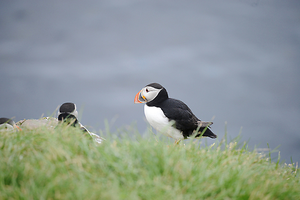 포토 JPG 해외이미지 주간 두마리 조류 사람없음 야외 아웃포커스 소프트포커스 독말풀 퍼핀 해외포토 자연요소 동물 2 촬영기법 파일형식 이미지허브