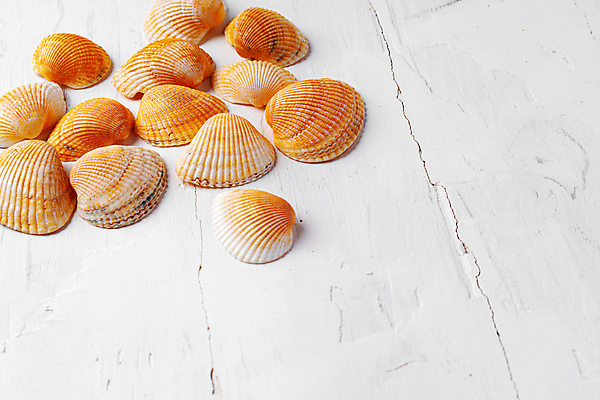 포토 JPG 해외이미지 사람없음 주황색 조개껍데기 나무탁자 카피스페이스 해외포토 컬러 탁자 조개 공백 파일형식 이미지허브