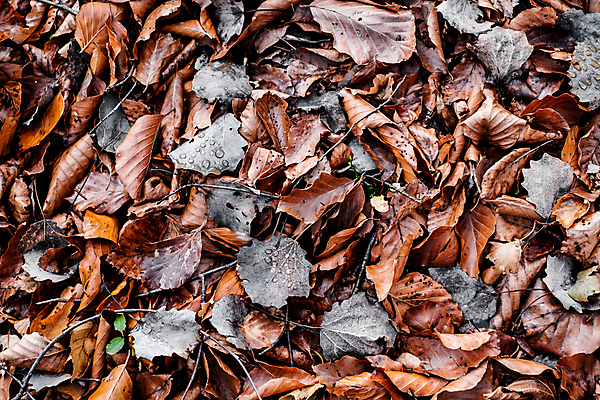 포토 JPG 해외이미지 나무 계절 공원 도로 여행 백그라운드 단풍 잎 패턴 오렌지 자국 자연 아침 건조 건강 풍경 사람없음 야외 빨간색 컬러풀 태양 갈색 노란색 걷기 환경 산책 하이킹 가을 나뭇가지 시골 황금 숲 장면 내추럴 해외포토 주간 자연요소 식물 공공시설 길 컬러 무늬 과일 교통시설 모션 레저 휴식 생태계 파일형식 이미지허브