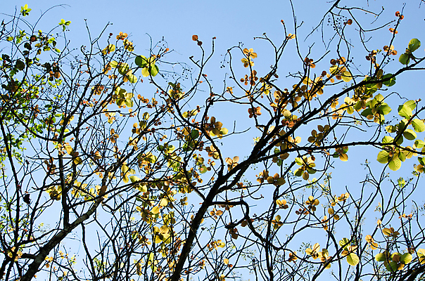 포토 JPG 해외이미지 식물 템플릿 디자인 백그라운드 잎 패턴 자연 추상 프레임 사람없음 목재 초록색 여름 빛 환경 봄 젖음 성장 물방울 신선 작음 유기농 질감 내추럴 인공 해외포토 나무 웰빙 계절 컬러 무늬 재료 크기 생태계 파일형식 이미지허브