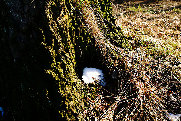 포토 JPG 해외이미지 나무 식물 계절 유럽 줄기 백그라운드 밭 자연 하늘 날씨 따뜻함 그림자 사람없음 야외 목재 초록색 빛 컬러풀 태양 일출 환경 맑음 귀걸이 일몰 봄 젖음 촉촉함 흰색 면 닫기 습지 저녁 숲 수분 장면 북쪽 침엽수 솜털 내추럴 해외포토 자연요소 나라 컬러 농업 재료 장신구 모션 노을 야간 방향 생태계 파일형식 이미지허브