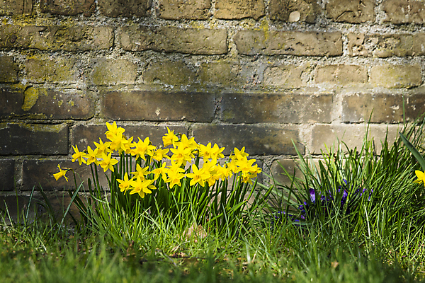 포토 JPG 해외이미지 식물 계절 공원 꽃잎 꽃 행복 벽 백그라운드 꽃무늬 밭 전구 자연 벽돌 잉글랜드 부활절 초원 사람없음 야외 초록색 여름 컬러풀 뷰티 노란색 평화 정원 맑음 봄 활발 벚꽃 신선 개화 숲 속도 화단 수선화 고립 그런지 컴브리아주 해외포토 공공시설 기념일 감정 컬러 컨셉 무늬 농업 날씨 영국 생태계 파일형식 이미지허브