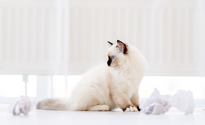 포토 JPG 해외이미지 한마리 응시 실내 앉기 사람없음 반려동물 귀여움 고양이 커튼 종이뭉치 반려묘 랙돌 해외포토 동물 1 시선 종이 컨셉 포유류 모션 내부 뭉치 파일형식 이미지허브