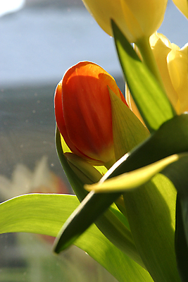 포토 JPG 해외이미지 식물 꽃잎 꽃 꽃다발 백그라운드 잎 오렌지 자연 사랑 사람없음 초록색 뷰티 농장 노란색 귀여움 봄 튤립 벚꽃 최고 우아함 자르기 다발 만족 보따리 우수 영광군 해외포토 계절 감정 컬러 컨셉 농업 과일 모션 전라남도 절기 생태계 파일형식 이미지허브