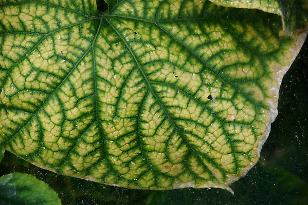 포토 JPG 해외이미지 식물 꽃 음식 잎 농업 채소 재료 자연 유리 오이 건강 사람없음 초록색 여름 농작물 농장 노란색 세일 새싹 정원 수확 성장 가을 나뭇가지 시골 파마 먹기 유기농 원예 먼지 땅바닥 밭일 생태학 숙성 온실 채식주의자 해외포토 나무 헤어스타일 웰빙 계절 교육 산업 컬러 모션 재질 바닥 취미 생태계 채식 파일형식 이미지허브