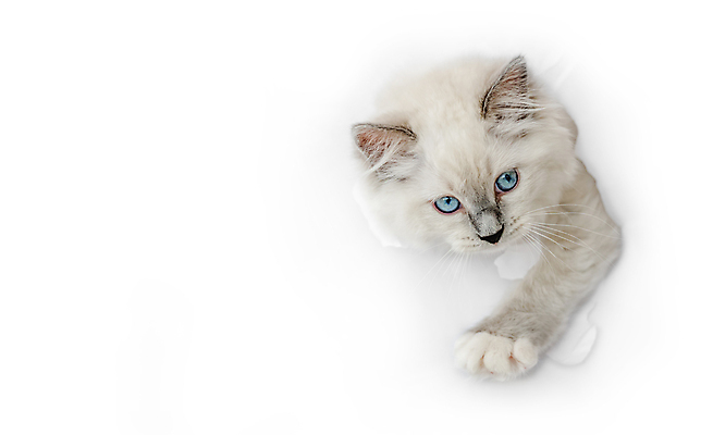 포토 JPG 해외이미지 한마리 응시 종이 실내 사람없음 반려동물 귀여움 고양이 흰배경 뚫기 반려묘 랙돌 나오기 해외포토 동물 1 시선 백그라운드 컨셉 포유류 모션 내부 흰색 파일형식 이미지허브