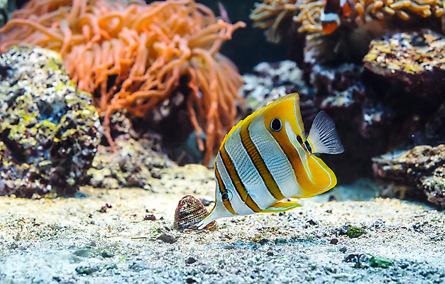 포토 JPG 해외이미지 한마리 바다 자연 사람없음 바닷속 수중 열대어 수중사진 해외포토 1 어류 생태계 파일형식 이미지허브