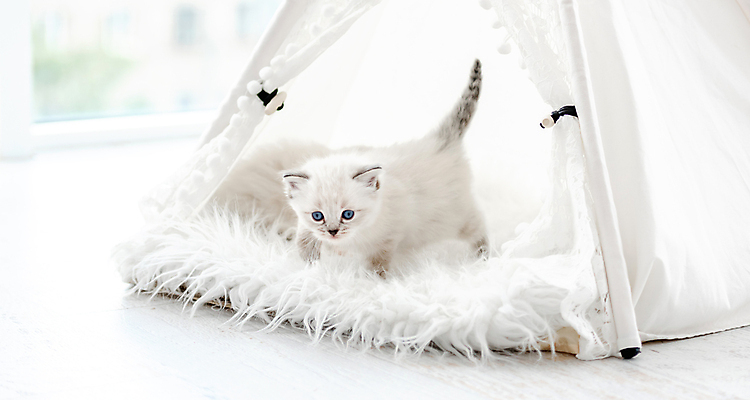 포토 JPG 해외이미지 한마리 새끼 실내 사람없음 아웃포커스 반려동물 귀여움 고양이 반려묘 랙돌 인디언텐트 해외포토 동물 1 컨셉 포유류 촬영기법 텐트 내부 파일형식 이미지허브