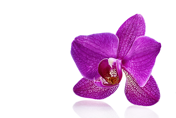 포토 JPG 해외이미지 식물 1 기념일 꽃잎 꽃 꽃무늬 자연 선물 사람없음 여름 벚꽃 흰색 개화 난초 우아함 제비꽃 묘사 싱글 내추럴 고립 해외포토 계절 컬러 컨셉 무늬 이벤트 생태계 파일형식 이미지허브