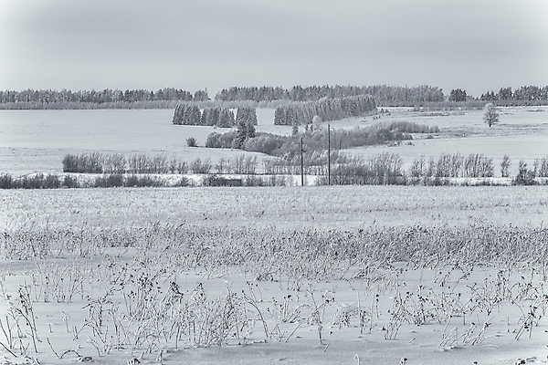 포토 JPG 해외이미지 나무 식물 구름 계절 공원 여행 백그라운드 겨울 밭 자연 하늘 날씨 산 흑백 풍경 초원 사람없음 야외 목재 빛 햇빛 태양 뷰티 환경 맑음 냉동 검은색 추위 흰색 기둥 그룹 숲 언덕 서리 장면 제설기 수평선 해외포토 자연요소 공공시설 건축 컬러 농업 재료 촬영기법 생태계 제설 파일형식 이미지허브