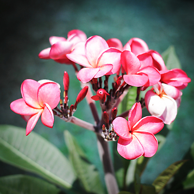 포토 JPG 해외이미지 식물 계절 꽃잎 꽃 선 백그라운드 태국 자연 휴가 동양인 사람없음 노란색 정원 스파 벚꽃 흰색 개화 다발 휴양지 향기 발리 파라다이스 스타일 해외포토 아시아 컬러 섬 인종 장소 생태계 냄새 인도네시아 파일형식 이미지허브