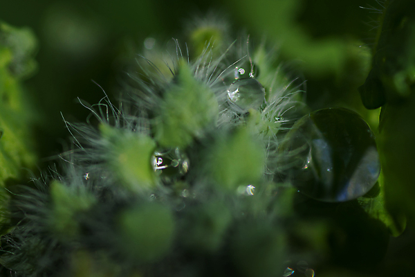 포토 JPG 해외이미지 나무 식물 손 꽃 지구 어린이 백그라운드 잎 꽃무늬 농업 자연 새로움 선물 씨앗 사람 사람없음 초록색 여름 컬러풀 뷰티 새싹 환경 정원 봄 성장 보호 보석 원예 먼지 돌봄 땅바닥 모종 생태학 처음 해외포토 계절 교육 산업 컬러 컨셉 무늬 모션 바닥 취미 신체부위 광석 생태계 파일형식 이미지허브