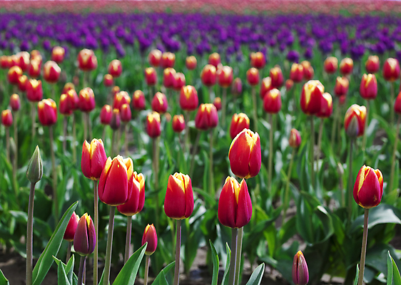 포토 JPG 해외이미지 식물 계절 꽃잎 꽃 꽃무늬 밭 오렌지 자연 사람없음 야외 빨간색 초록색 컬러풀 정원 맑음 보라색 봄 튤립 벚꽃 침대 개화 해외포토 컬러 가구 무늬 농업 과일 날씨 생태계 파일형식 이미지허브