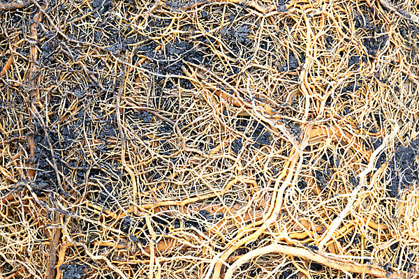 포토 JPG 해외이미지 나무 식물 지구 백그라운드 십자가 패턴 농업 자연 표면 추상 사람없음 야외 목재 초록색 빛 환경 정원 흙 성장 나뭇가지 네트워크 구부린 얽힘 숲 무서움 묘사 원예 질감 뿌리 먼지 지하 내추럴 땅바닥 생태학 해외포토 교육 감정 산업 컬러 무늬 재료 모션 바닥 취미 생태계 파일형식 이미지허브