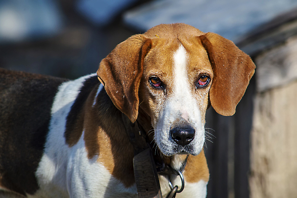 포토 JPG 해외이미지 동물 외관 응시 행복 포즈 백그라운드 밭 자연 휴식 건강 피곤 초원 사람없음 야외 여름 반려동물 장난감 달리기 에너지 수확 가을 시골 역사 개 강아지 작음 사냥 러시아 향기 사냥개 귀 비글 팩 사냥꾼 복종 신앙심 주목 표준 해외포토 레이스천 직업 시선 계절 감정 유럽 컨셉 농업 포유류 모션 신체부위 화장품 직물 크기 생태계 냄새 파일형식 이미지허브