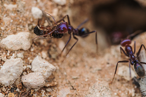 포토 JPG 해외이미지 동물 야생동물 곤충 자연 사람없음 야외 호주 기어가기 미니 해외포토 모션 오세아니아 생태계 파일형식 이미지허브