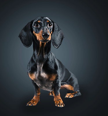 포토 JPG 해외이미지 동물 1 얼굴 백그라운드 포유류 털 앉기 사람없음 반려동물 검은색 개 강아지 작음 닥스훈트 경계 호기심 노려봄 송곳니 해외포토 감정 컬러 컨셉 모션 표정 신체부위 치아 크기 파일형식 이미지허브