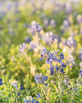 포토 JPG 해외이미지 식물 계절 꽃잎 꽃 백그라운드 꽃무늬 밭 오렌지 자연 하늘 풍경 초원 사람없음 야외 초록색 파란색 컬러풀 햇빛 맑음 보라색 미국 일몰 봄 활발 들꽃 벚꽃 시골 신선 개화 황금 벌 페인트붓 내추럴 텍사스 해외포토 컬러 곤충 컨셉 북아메리카 무늬 농업 과일 날씨 태양 노을 붓 생태계 파일형식 이미지허브