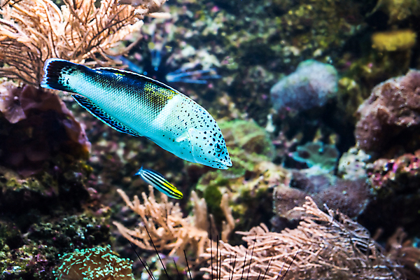 포토 JPG 해외이미지 바다 두마리 자연 어류 사람없음 바닷속 수중 수중사진 해외포토 2 수중동물 생태계 파일형식 이미지허브