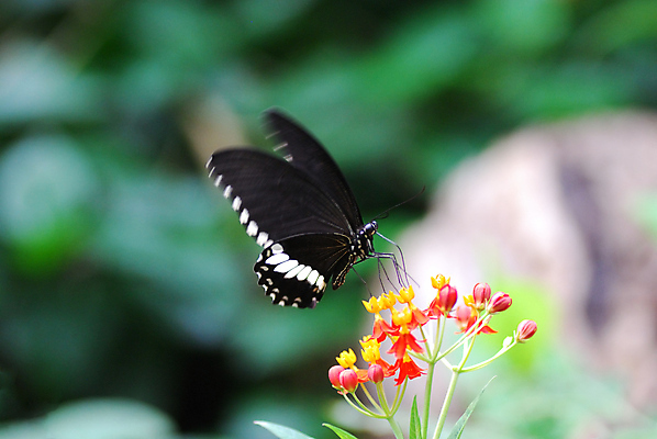 포토 JPG 해외이미지 동물 야생동물 나비 곤충 백그라운드 날개 오렌지 자연 안테나 사람없음 초록색 여름 파란색 빛 세트 컬러풀 뷰티 노란색 보라색 검은색 봄 활발 흰색 벌레 수집 싱글 고립 취급주의 해외포토 계절 컬러 컨셉 과일 통신 경고 생태계 파일형식 이미지허브