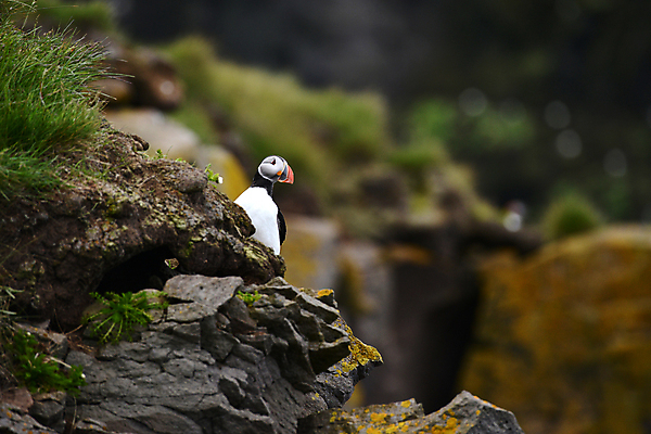 포토 JPG 해외이미지 주간 한마리 조류 사람없음 야외 아웃포커스 돌_바위 퍼핀 해외포토 자연요소 동물 1 촬영기법 파일형식 이미지허브