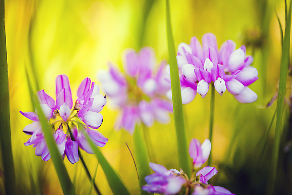 포토 JPG 해외이미지 식물 꽃 분홍색 꽃무늬 밭 자연 초원 사람없음 초록색 여름 뷰티 보라색 봄 벚꽃 흰색 개화 라벤더 고립 해외포토 계절 컬러 무늬 농업 허브 생태계 파일형식 이미지허브