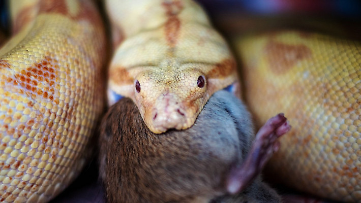 포토 JPG 해외이미지 동물 척추동물 1 응시 야생동물 백그라운드 곡선 파충류 자연 생물 사람없음 가로 반려동물 컬러풀 뷰티 갈색 머리 흰색 뱀 균열 위험 큼 공격 혀 눈금 생물학 사냥 육식동물 멸종 기어가기 고립 공격적 이국적 폭행 해외포토 시선 교육 선 컬러 컨셉 모션 신체부위 입 폭력 범죄 크기 생태계 파일형식 이미지허브