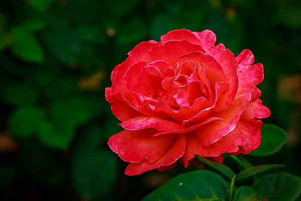 포토 JPG 해외이미지 꽃 산업 농업 자연 사람없음 야외 가로 컬러풀 장미 닫기 원예 카피스페이스 해외포토 식물 컬러 모션 취미 공백 생태계 파일형식 이미지허브