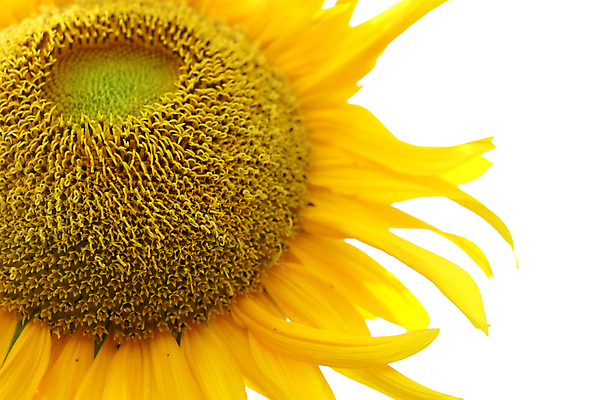 포토 JPG 해외이미지 해바라기 실내 근접촬영 사람없음 흰배경 해외포토 꽃 뷰포인트 백그라운드 내부 흰색 파일형식 이미지허브