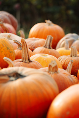 포토 JPG 해외이미지 계절 음식 백그라운드 밭 농업 채소 오렌지 부분 자연 호박 휴가 사람없음 목재 장식 컬러풀 농장 노란색 상점 정원 할로윈 수확 축하 시장 나무상자 배열 준비 유기농 수납 모음 추수감사절 스쿼시 10월 내추럴 해외포토 나무 웰빙 산업 기독교 스포츠 컬러 컨셉 과일 재료 한글 상자 구기 날짜 생태계 파일형식 이미지허브