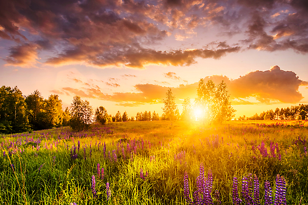포토 JPG 해외이미지 나무 꽃밭 자연 하늘 사람없음 야외 햇빛 태양 일몰 해외포토 자연요소 식물 꽃 노을 생태계 파일형식 이미지허브