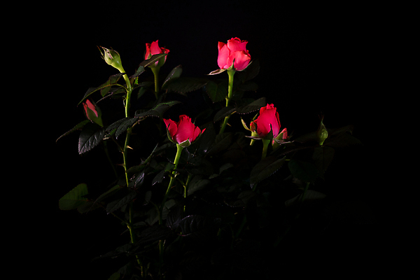 포토 JPG 해외이미지 식물 1 기념일 꽃잎 꽃 포스터 줄기 분홍색 꽃다발 백그라운드 잎 꽃무늬 자연 발렌타인데이 선물 사랑 사람없음 그래픽 장식 빨간색 초록색 뷰티 장미 검은색 활발 낭만 벚꽃 흰색 신선 다발 심볼 싱글 열정 고립 해외포토 감정 컬러 컨셉 무늬 데이이벤트 이벤트 생태계 파일형식 이미지허브