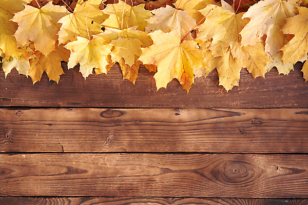 포토 JPG 해외이미지 디자인 계절 백그라운드 컨셉 단풍 잎 오렌지 자연 탁자 표면 추상 프레임 두명 목재 장식 가로 갈색 노란색 우주 공백 수확 덮개 시골 황금 9월 11월 책상 질감 추수감사절 10월 거짓 구성 그런지 수목 옛날 목업 국경 해외포토 나무 식물 기독교 컬러 가구 무늬 농업 과일 재료 사람 뚜껑 날짜 생태계 파일형식 이미지허브