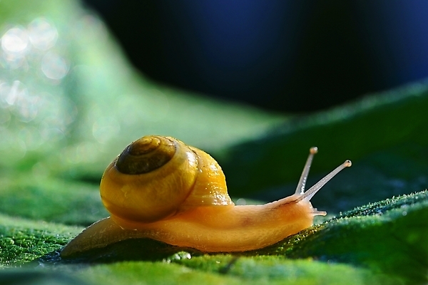 포토 JPG 해외이미지 주간 한마리 잎 근접촬영 사람없음 야외 아웃포커스 기어가기 해외포토 자연요소 식물 1 뷰포인트 모션 촬영기법 파일형식 이미지허브