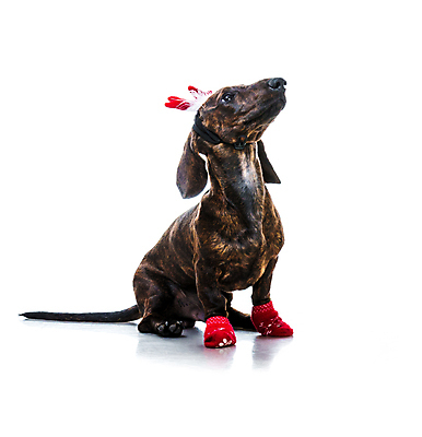 포토 JPG 해외이미지 동물 응시 계절 크리스마스 겨울 포유류 휴가 수염 요정 뿔 사람없음 빨간색 반려동물 산타클로스 카메라 귀여움 축제 흰색 인사 닫기 개 달콤 강아지 12월 닥스훈트 옷입기 푸들 송곳니 난쟁이 고립 순록 캡모자 클라우스 해외포토 모자_잡화 시선 기념일 컬러 컨셉 모션 전자제품 예절 날짜 맛 치아 파일형식 이미지허브