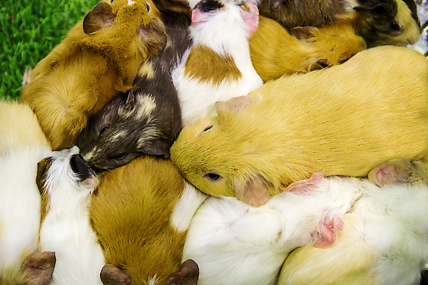 포토 JPG 해외이미지 동물 얼굴 음식 백그라운드 포유류 가정 자연 주택 털 동물원 사람없음 빨간색 초록색 반려동물 뷰티 갈색 노란색 검은색 임신 흰색 아기 잠 돼지 닫기 달콤 쥐 설치류 작음 모피 먹기 코 인기 해외포토 컬러 모션 사람 건물 신체부위 맛 크기 생태계 파일형식 이미지허브