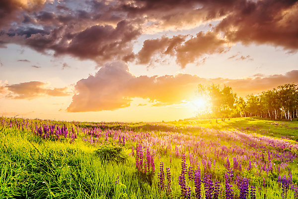 포토 JPG 해외이미지 나무 꽃밭 자연 하늘 사람없음 야외 햇빛 태양 일몰 해외포토 자연요소 식물 꽃 노을 생태계 파일형식 이미지허브