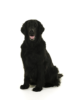 포토 JPG 해외이미지 스튜디오촬영 전신 동물 한마리 응시 백그라운드 포유류 털 앉기 사람없음 반려동물 눕기 갈색 머리 검은색 흰색 입 개 리트리버 치아 큼 혀 사냥개 송곳니 고립 복종 유래 해외포토 1 시선 컬러 모션 실내 신체부위 소화기관 크기 파일형식 이미지허브