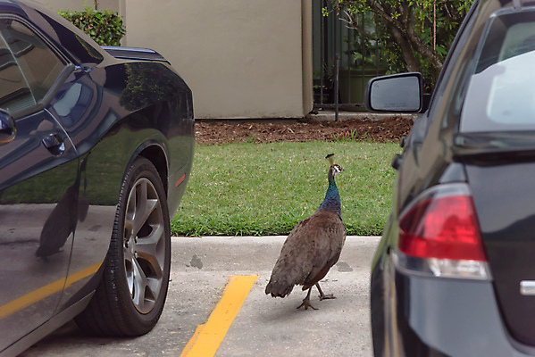 포토 JPG 해외이미지 동물 남자 야생동물 패턴 날개 자동차 자연 조류 아파트 주택 풍경 잔디 사람없음 야외 건물 초록색 파란색 컬러풀 머리 미국 공작 주차 깃털 꼬리 콘도 꿩 뒤뜰 복잡 이국적 텍사스 해외포토 식물 건축물 육상교통 컬러 컨셉 북아메리카 무늬 숙소 사람 신체부위 생태계 파일형식 이미지허브