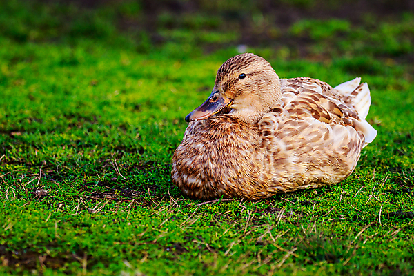 포토 JPG 해외이미지 동물 야생동물 북아메리카 자연 조류 오리 사람없음 야외 가로 컬러풀 미국 닫기 청둥오리 카피스페이스 해외포토 컬러 모션 아메리카 공백 생태계 파일형식 이미지허브