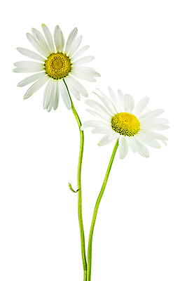 포토 JPG 해외이미지 식물 꽃잎 꽃 줄기 백그라운드 2 꽃무늬 자연 사람없음 세로 초록색 여름 컬러풀 태양 노란색 정원 봄 흰색 신선 우아함 닫기 오브젝트 데이지 내추럴 고립 엘리먼트 캐모마일 해외포토 자연요소 계절 컬러 컨셉 무늬 모션 허브 생태계 파일형식 이미지허브