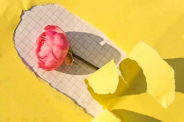 포토 JPG 해외이미지 스튜디오촬영 꽃 종이 분홍색 사람없음 하이앵글 장미 노란색 격자 찢어짐 해외포토 식물 뷰포인트 컬러 무늬 모션 실내 파일형식 이미지허브