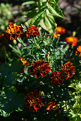 포토 JPG 해외이미지 식물 계절 꽃잎 꽃 백그라운드 잎 꽃무늬 밭 오렌지 자연 잔디 사람없음 빨간색 초록색 여름 컬러풀 햇빛 뷰티 노란색 정원 맑음 봄 활발 벚꽃 침대 개화 황금 닫기 아로마 내추럴 꽃수술 해외포토 컬러 가구 컨셉 무늬 농업 과일 모션 날씨 태양 생태계 파일형식 이미지허브