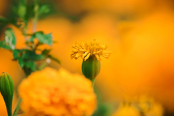 포토 JPG 해외이미지 식물 꽃잎 꽃 백그라운드 밭 오렌지 자연 초원 사람없음 내부 장식 초록색 여름 컬러풀 뷰티 알약 노란색 정원 봄 벚꽃 황금 구매 큼 허브 내추럴 프랑스어 밭일 아즈텍 해외포토 문자 계절 컬러 농업 과일 쇼핑 약 크기 생태계 파일형식 이미지허브