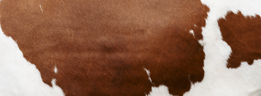 포토 JPG 해외이미지 동물 디자인 백그라운드 패턴 농업 포유류 자연 벽지 표면 추상 털 사람없음 장식 빨간색 농장 갈색 유행 어둠 코트 껍질 흰색 시골 직물 거친 소 고급 가죽 천 피부 묘사 질감 숨김 내추럴 소가죽 진짜 생존 해외포토 산업 컬러 컨셉 무늬 신체부위 외투 생태계 파일형식 이미지허브