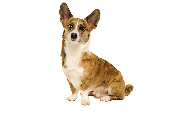 포토 JPG 해외이미지 스튜디오촬영 동물 남자 영국 실내 사람없음 반려동물 갈색 노란색 검은색 만지기 흰색 개 작음 경보 고립 해외포토 유럽 컬러 포유류 모션 사람 내부 크기 파일형식 이미지허브