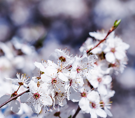 포토 JPG 해외이미지 나무 식물 계절 공원 꽃잎 꽃 백그라운드 꽃무늬 자연 하늘 휴가 사람없음 야외 파란색 컬러풀 뷰티 환경 정원 놀람 봄 낭만 벚꽃 흰색 나뭇가지 신선 개화 체리 4월 원예 꽃가루 자두 내추럴 웅장함 파라다이스 해외포토 공공시설 감정 컬러 컨셉 무늬 과일 표정 취미 날짜 가루 생태계 파일형식 이미지허브