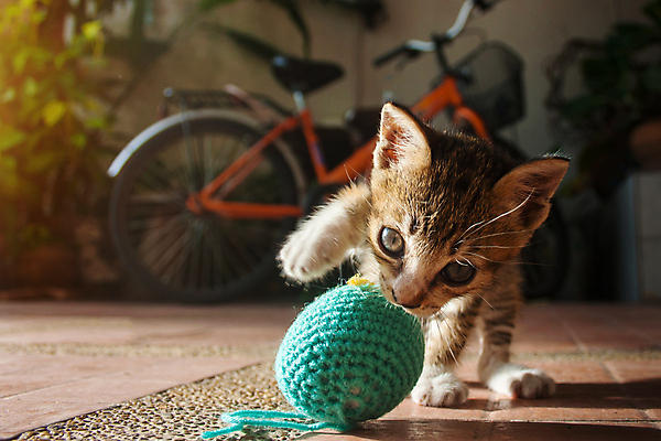 포토 JPG 해외이미지 동물 1 응시 포즈 백그라운드 장난 공 포유류 태국 놀이 주택 털 사람없음 가로 파란색 반려동물 장난감 고양이 아기 잡기 유머 실 작음 연도 호기심 슛 솜털 양모 월 여의주 옛날 해외포토 시선 감정 아시아 컬러 컨셉 모션 사람 건물 직물 날짜 크기 파일형식 이미지허브