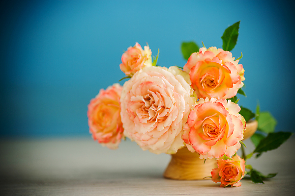 포토 JPG 해외이미지 백그라운드 사랑 사람없음 장미 꽃병 주황색 감사 비네팅 해외포토 꽃 감정 컬러 촬영기법 파일형식 이미지허브